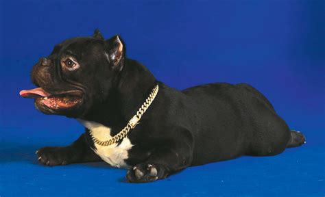 Majestically micro: the Nano Bully .
